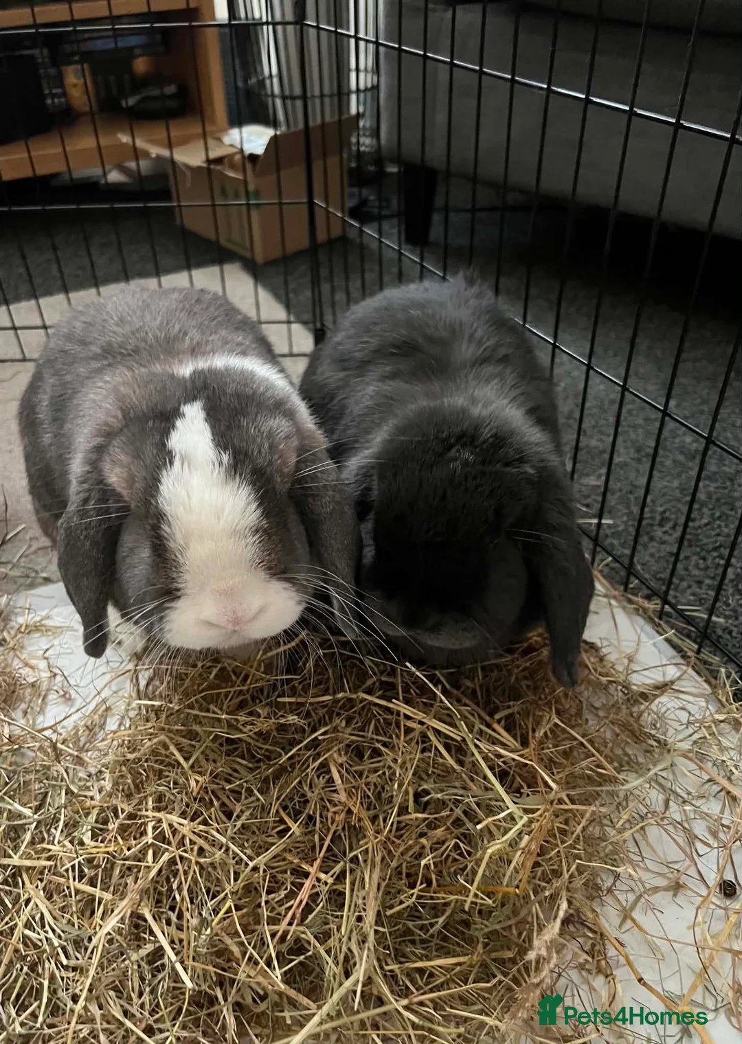 Mini Lop rabbits for sale: 2x bonded mini lop rabbits  - Advert 6