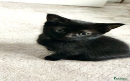 Maine Coon cats for sale: x2 male Maine Coon cross kittens and mum - Image 1