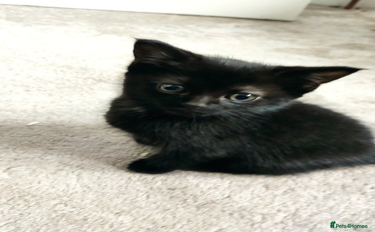 Maine Coon cats - Advert 15