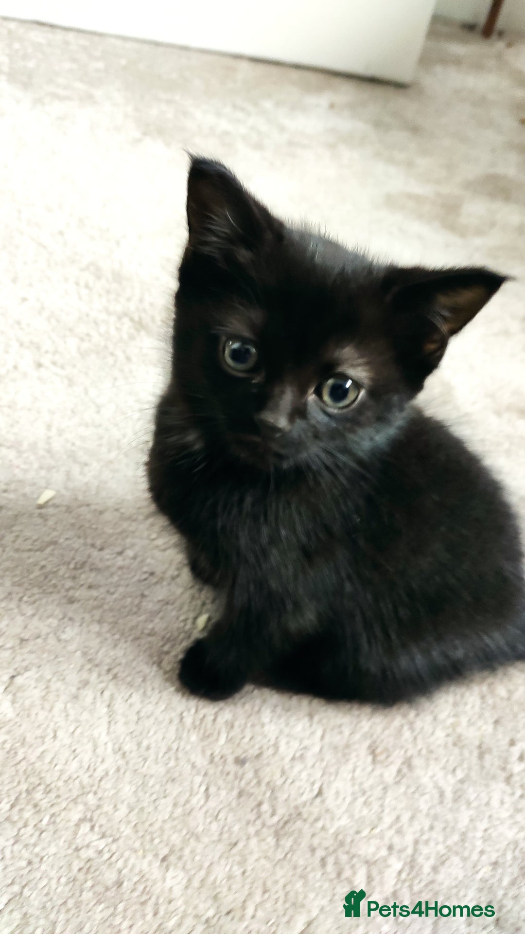 Maine Coon cats for sale: x2 male Maine Coon cross kittens and mum - Image 1