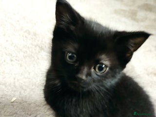 Maine Coon cats for sale - Advert 1