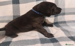 Cane Corso dogs for sale: Cane Corso - Image 14