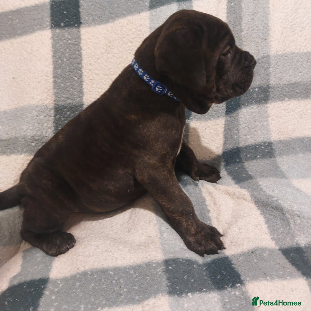 Cane Corso dogs for sale: Cane Corso - Image 14