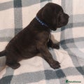 Cane Corso Puppy 3