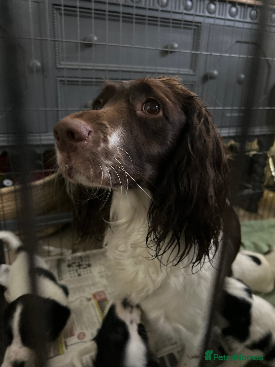 Sprocker dogs for sale: Sprocker puppies - Advert 1