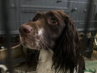 Sprocker dogs Sprocker puppies - Advert 3