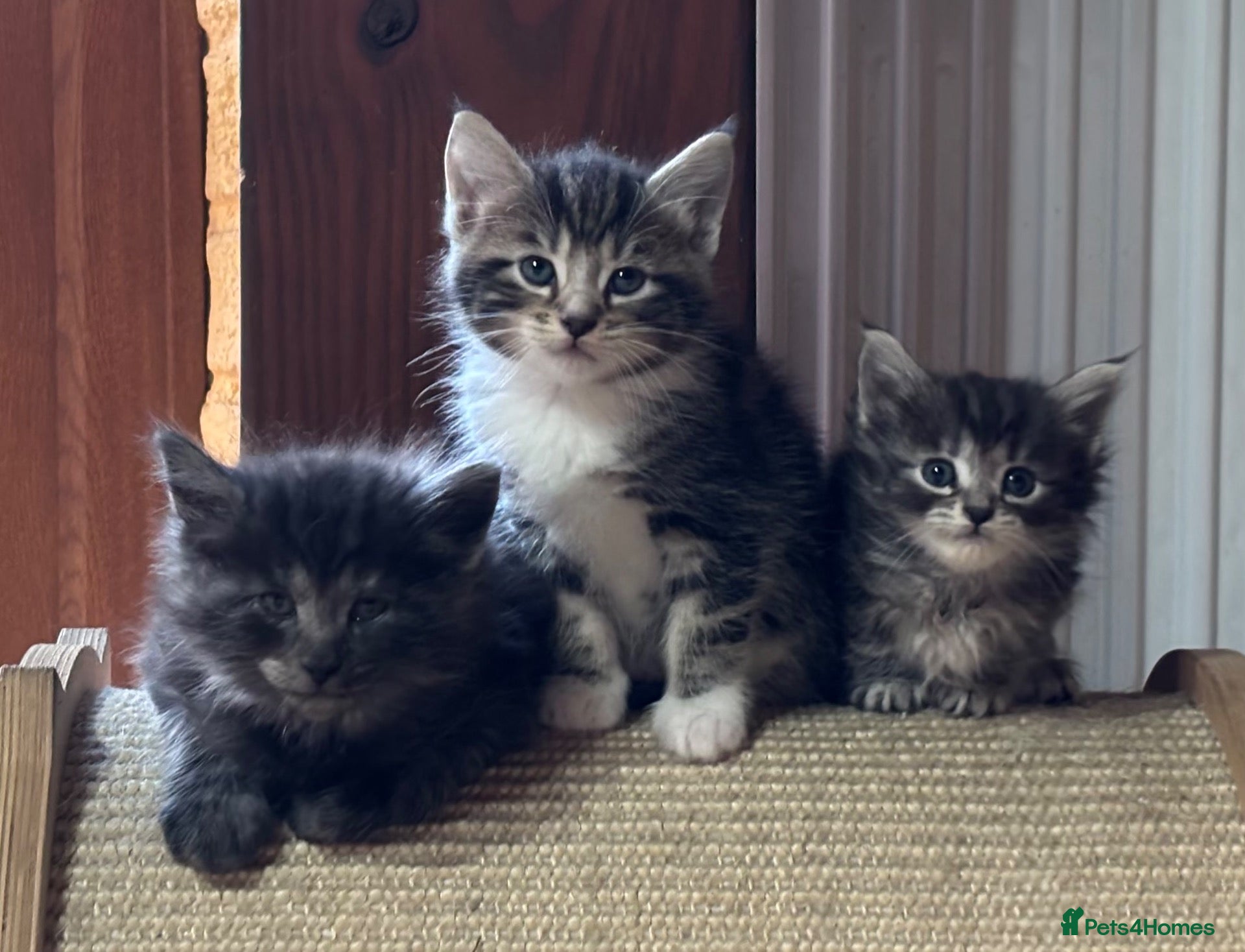 Ragdoll cats for sale: Kittens for sale - Advert 17