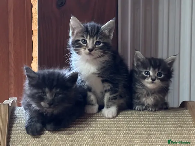 Ragdoll cats for sale: Kittens for sale - Advert 6
