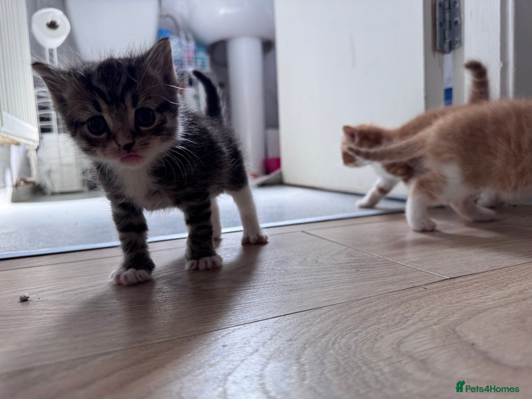 Persian cats for sale:  6 Persian kittens  - Image 20