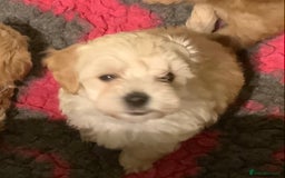 Maltipoo dogs for sale: MALTIPOO. Korean Maltese x Toy poodle.  4 boys - Image 7