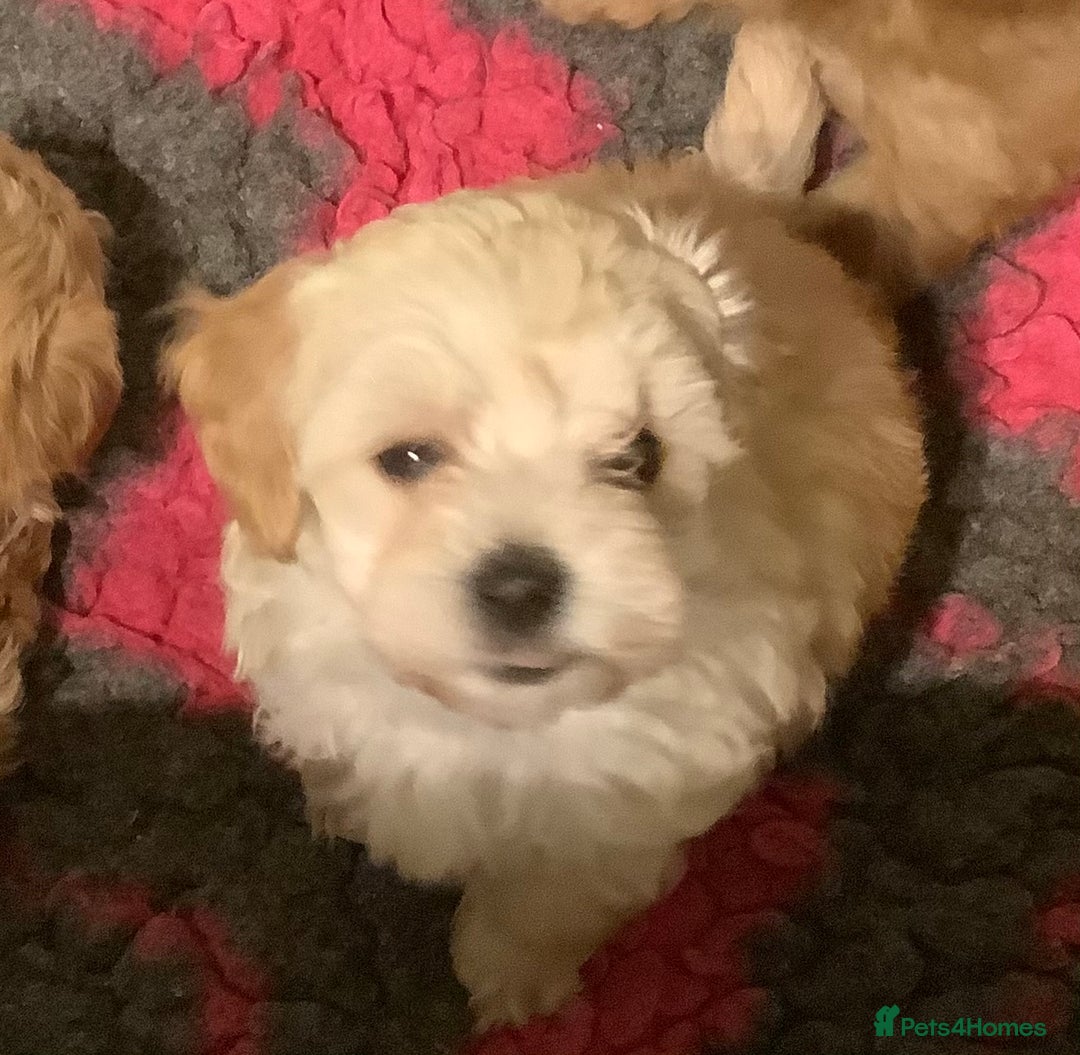 Maltipoo dogs for sale: MALTIPOO. Korean Maltese x Toy poodle.  4 boys - Image 7