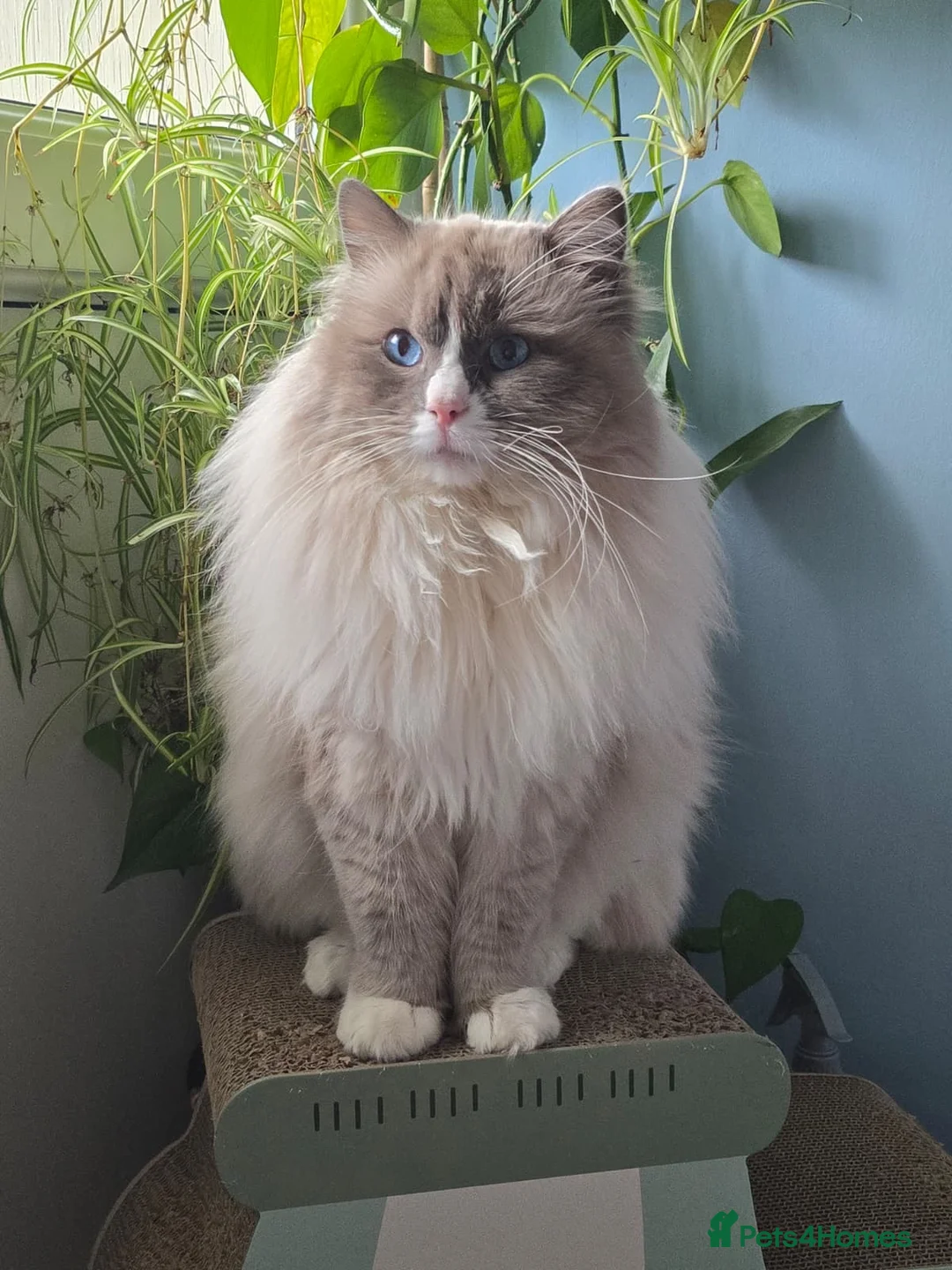 Ragdoll cats for stud: Paddington  - Advert 2