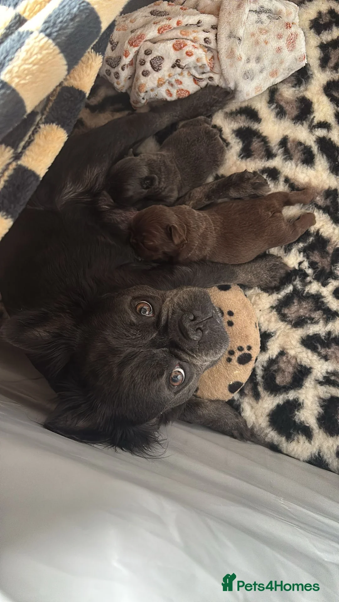 French Bulldog dogs for sale: 3 KC Registered Fluffy  **  French bulldogs - Advert 2