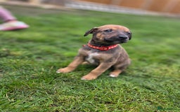 Mixed Breed dogs for sale: Dobermann cross puppies  - Image 10