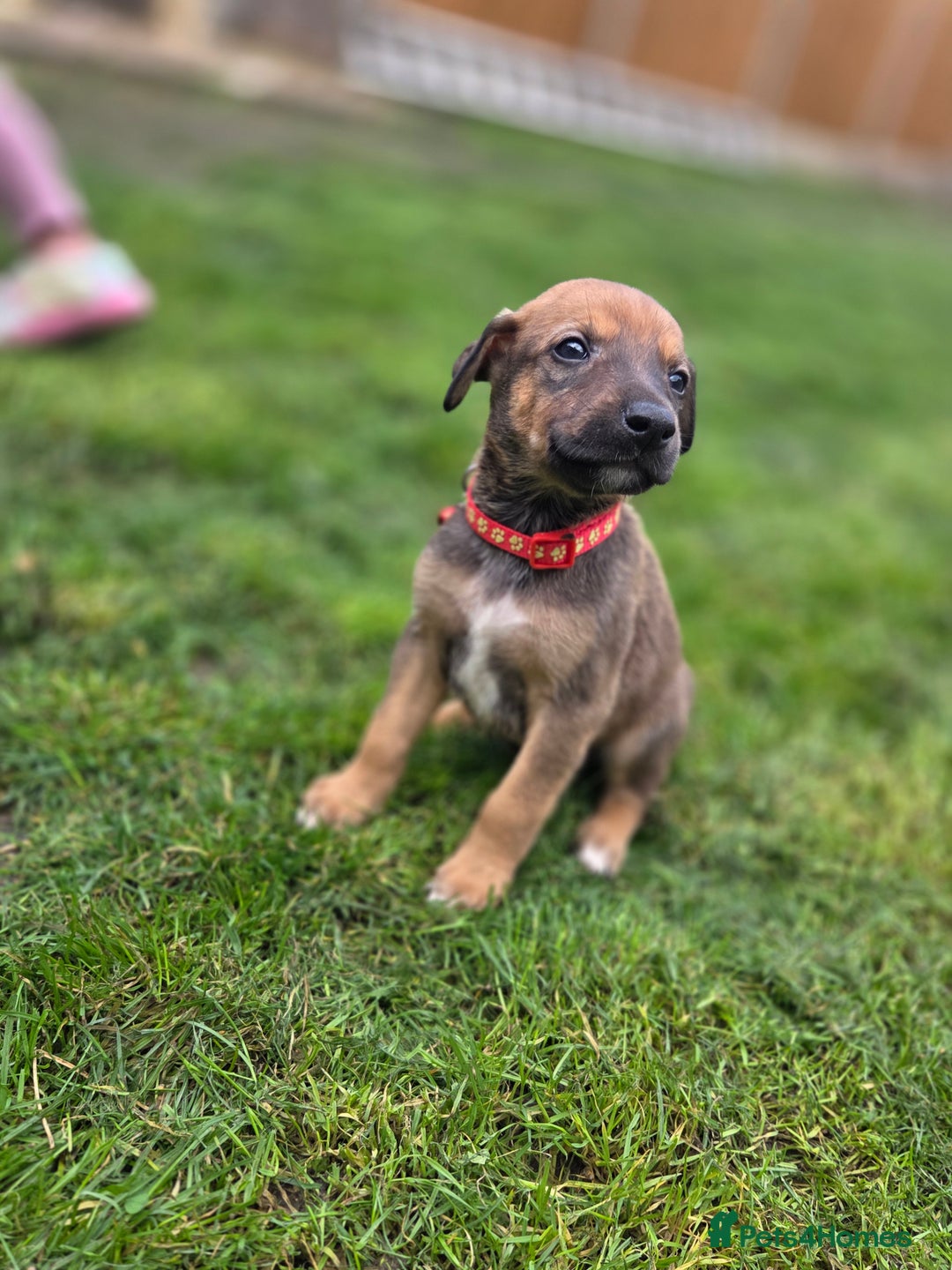 Mixed Breed dogs for sale: Dobermann cross puppies  - Image 10