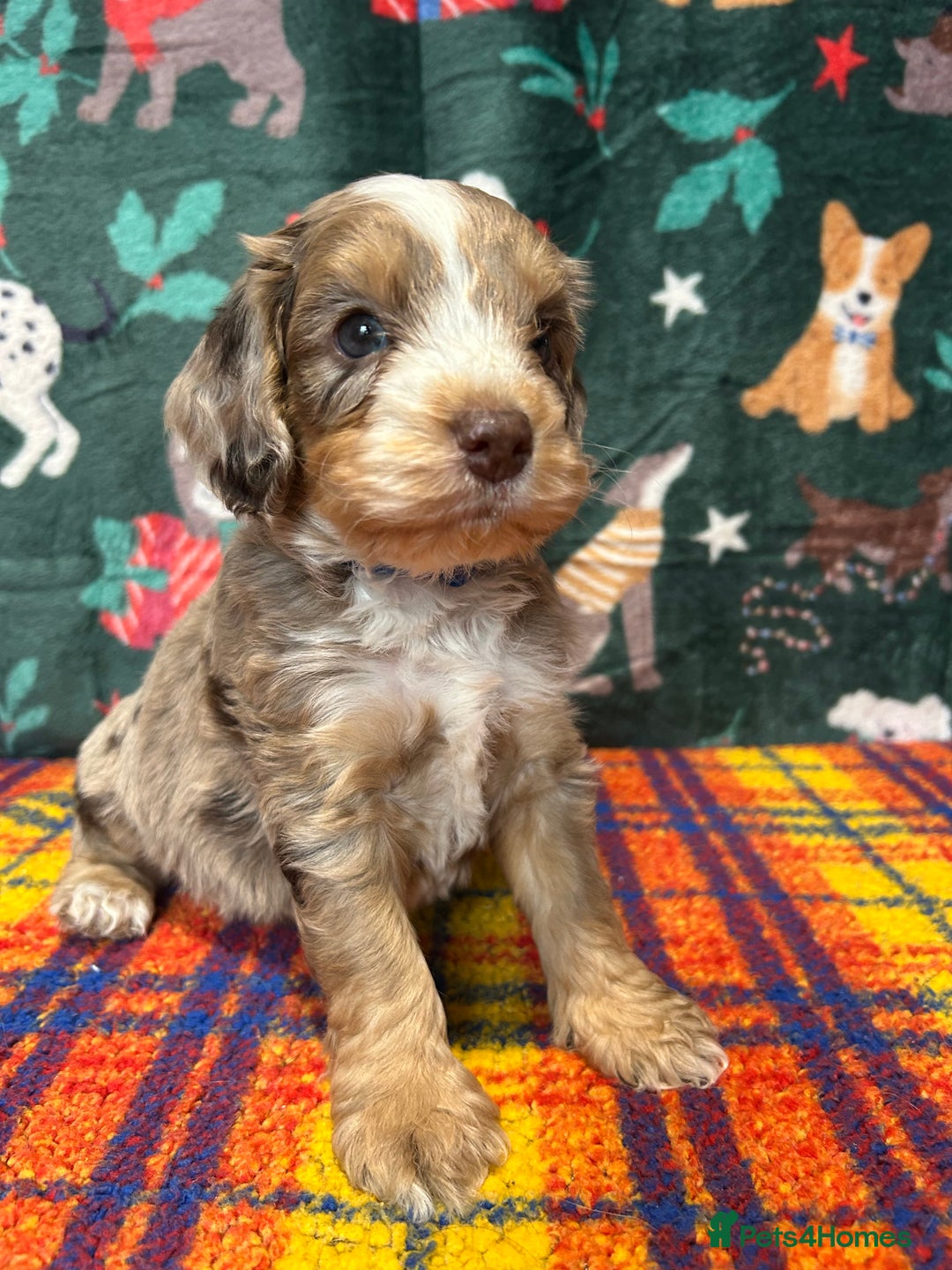 Cockapoo dogs for sale: Cute F1 cockapoo puppies  - Advert 7