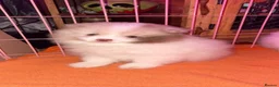 Pomeranian dogs for sale: beautiful Pomeranians  boys - Advert 6
