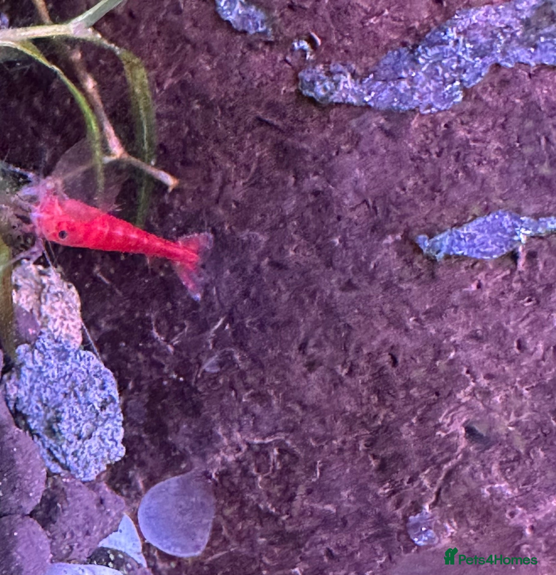 Shrimps fish Blue dream/cherry shrimp and juvenile plecos - Advert 1