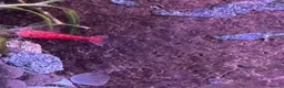 Shrimps fish for sale: Blue dream/cherry shrimp and juvenile plecos - Advert 1