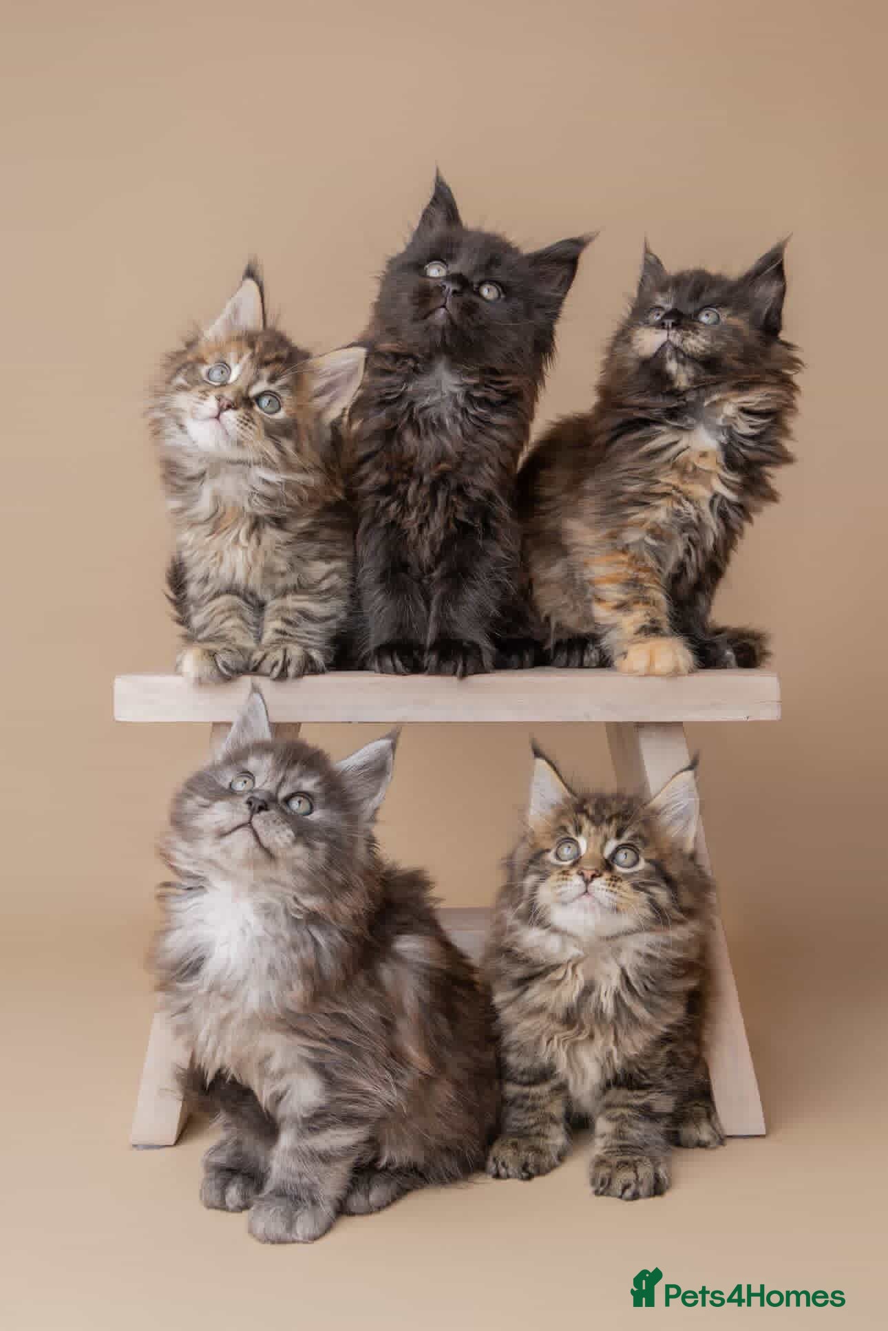 Maine Coon cats Maine Coon Kittens for sale 🐈‍⬛🤍 - Advert 14