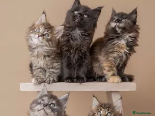 Maine Coon cats Maine Coon Kittens for sale 🐈⬛🤍 - Advert 14