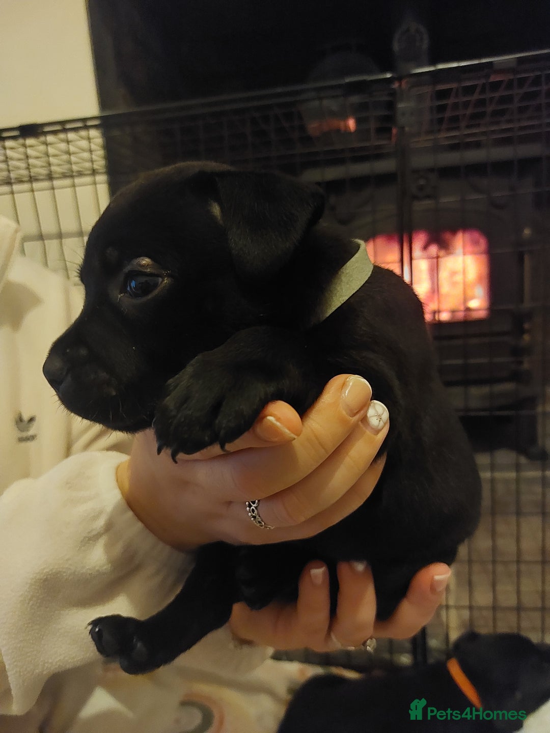 Staffordshire Bull Terrier dogs for sale: *2 left* Stunning Chunky KC Staffy Pups - Image 7
