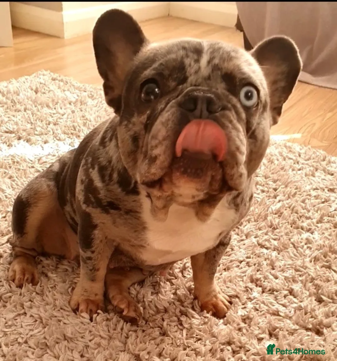 French Bulldog dogs for sale: Blue merle Princess dede  - Advert 4