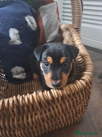 Patajack Patterjack puppies for sale | Pets4Homes