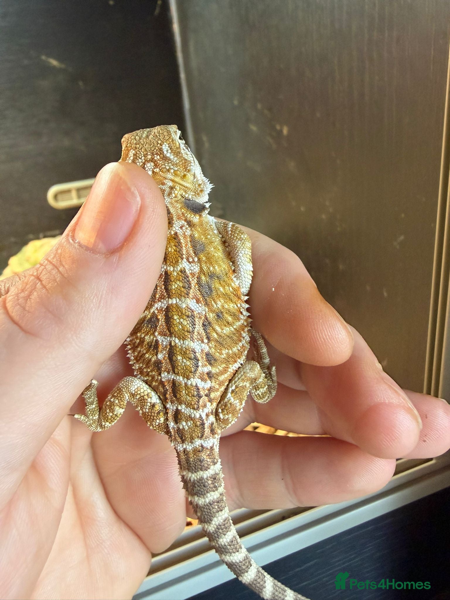 Bearded Dragon reptiles Breaded dragons  - Advert 9