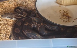 Boa Snake reptiles for sale: Boa for sale - Image 4