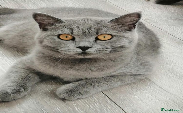 Scottish Fold cats - Advert 8