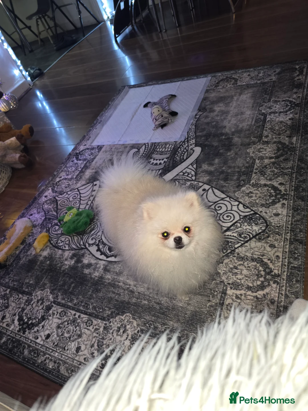 Pomeranian dogs for stud: BEAUTIFUL KC REG.KOREAN POM.BOY OPEN FOR STUD💙 in Bolton - Advert 12