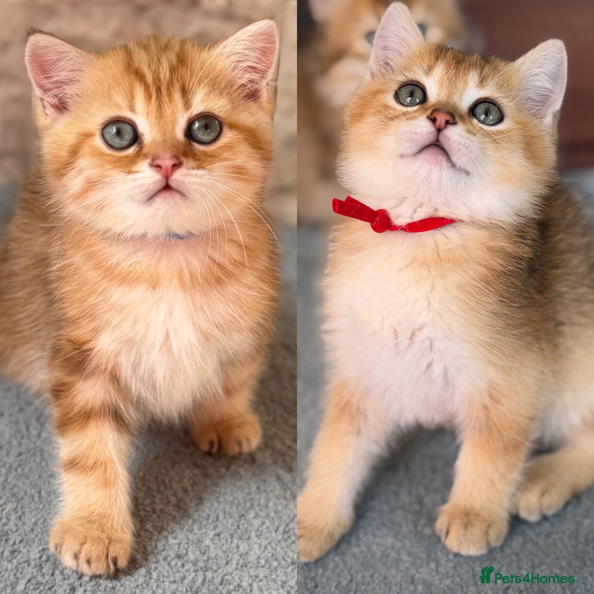 British Shorthair cats British shorthair chocolate golden Kitens TICA - Advert 17