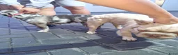 French Bulldog dogs for stud: Fluffy french bulldog stud  - Advert 6