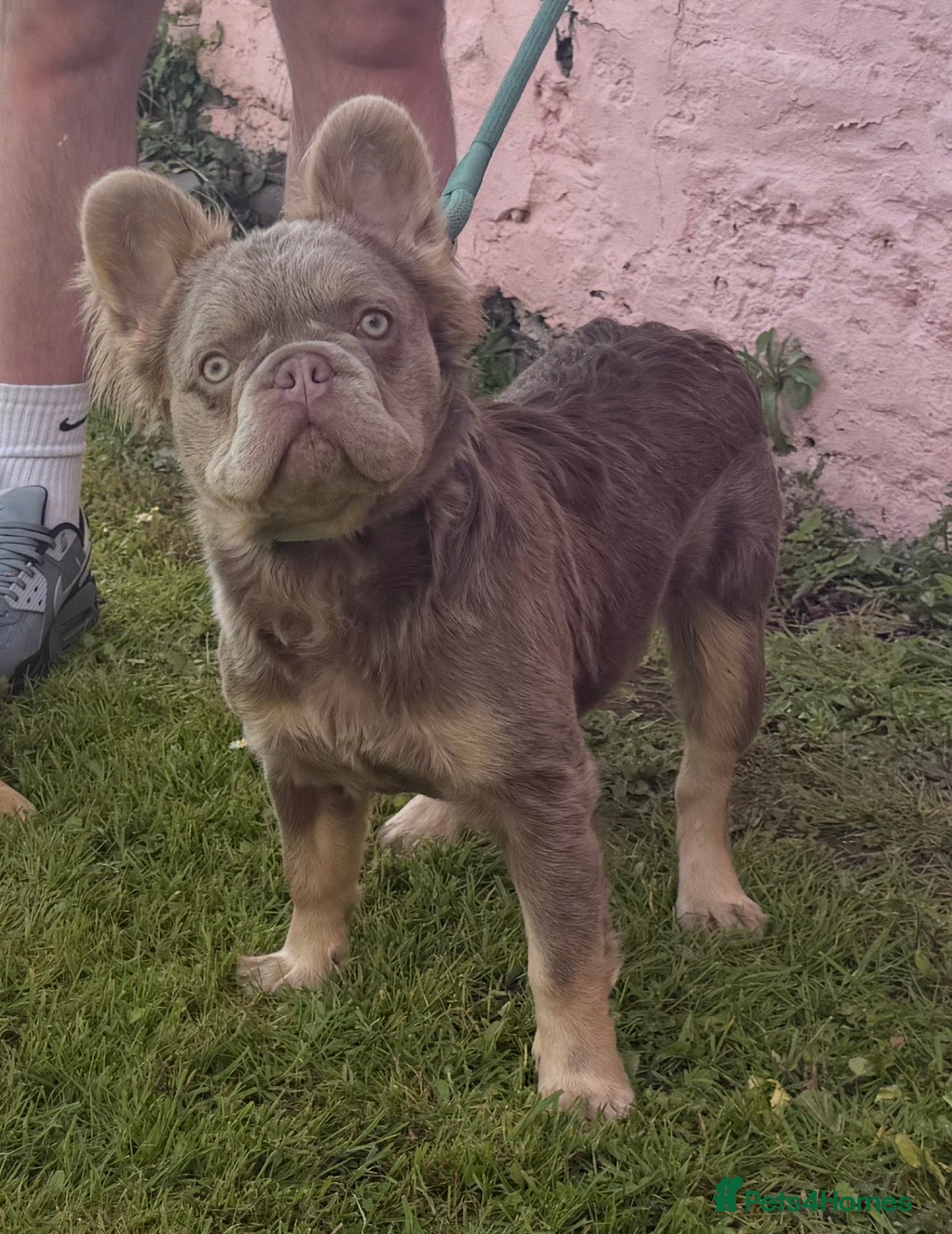 French Bulldog dogs for stud: New Shade Isabella & Tan Full Fluffy - Advert 6