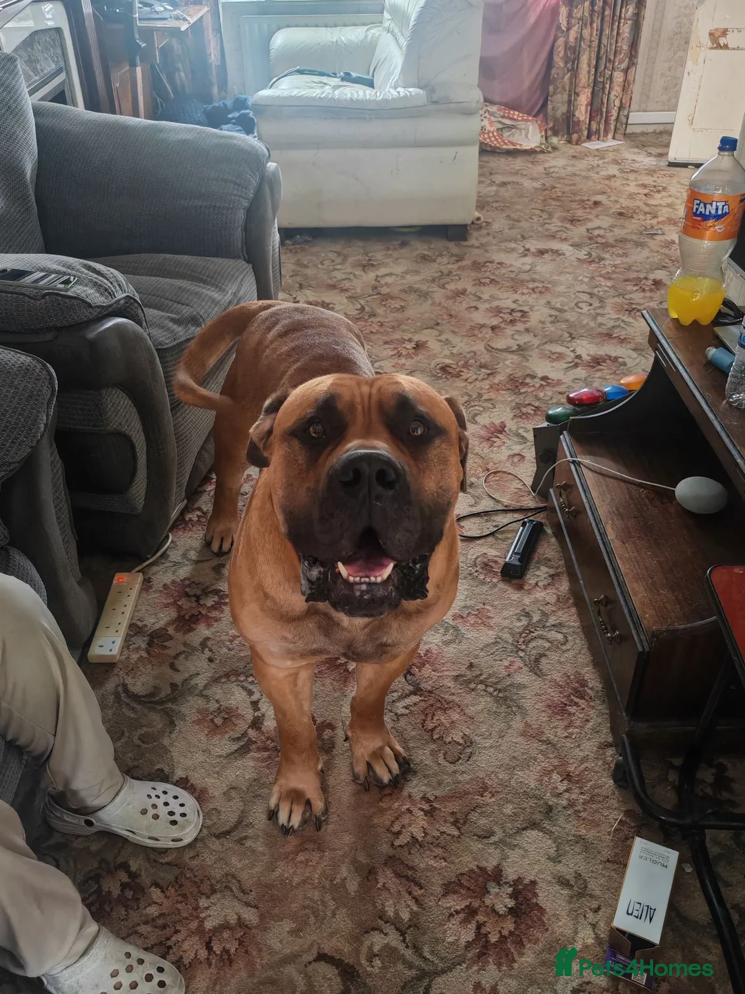Boerboel dogs for stud: Boerboel male for stud - Advert 2