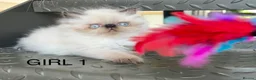 Persian cats for sale: TWO BEAUTIFUL GIRL READY FOR RESERVE!!! - Advert 4