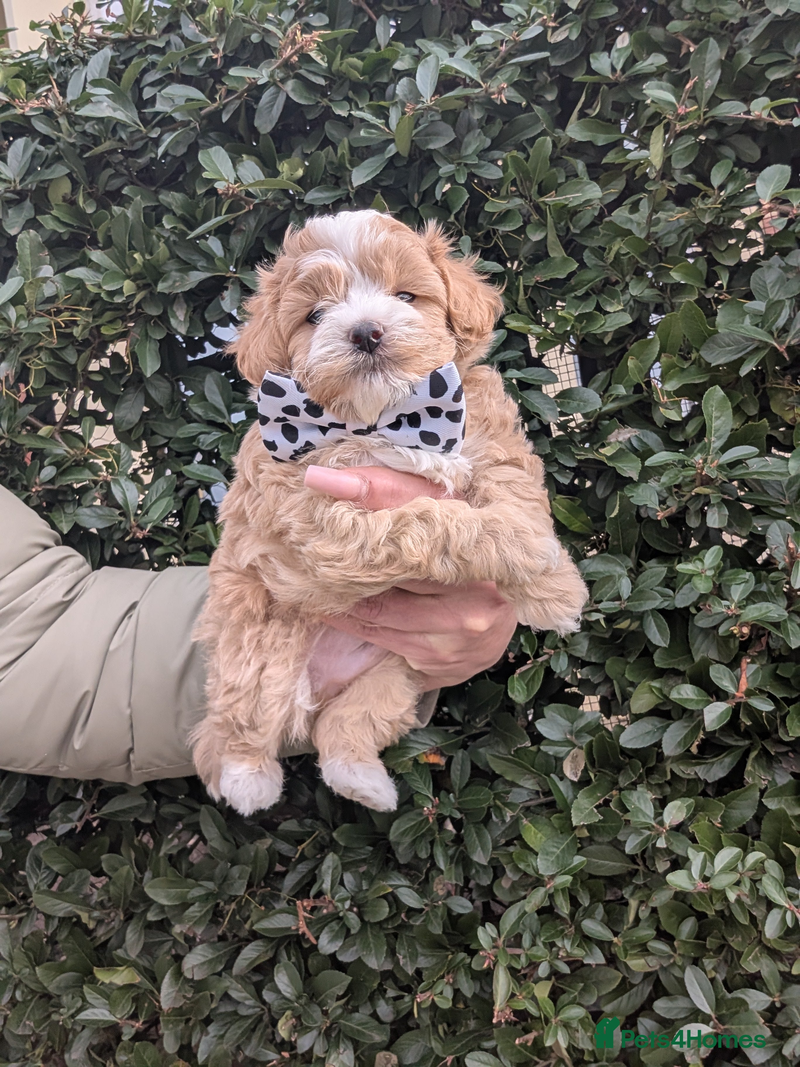 Maltipoo dogs 💫 ASIAN LUXURY F1 MALTIPOO LAST BOY❗🩵 - Advert 5