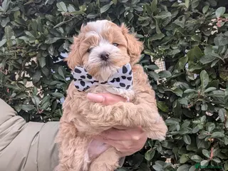 Maltipoo dogs 💫 ASIAN LUXURY F1 MALTIPOO LAST BOY❗🩵 - Advert 5