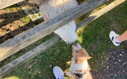 Mixed Breed dogs for sale: Wonderful JRT x looking for a caring new owner - Image 5