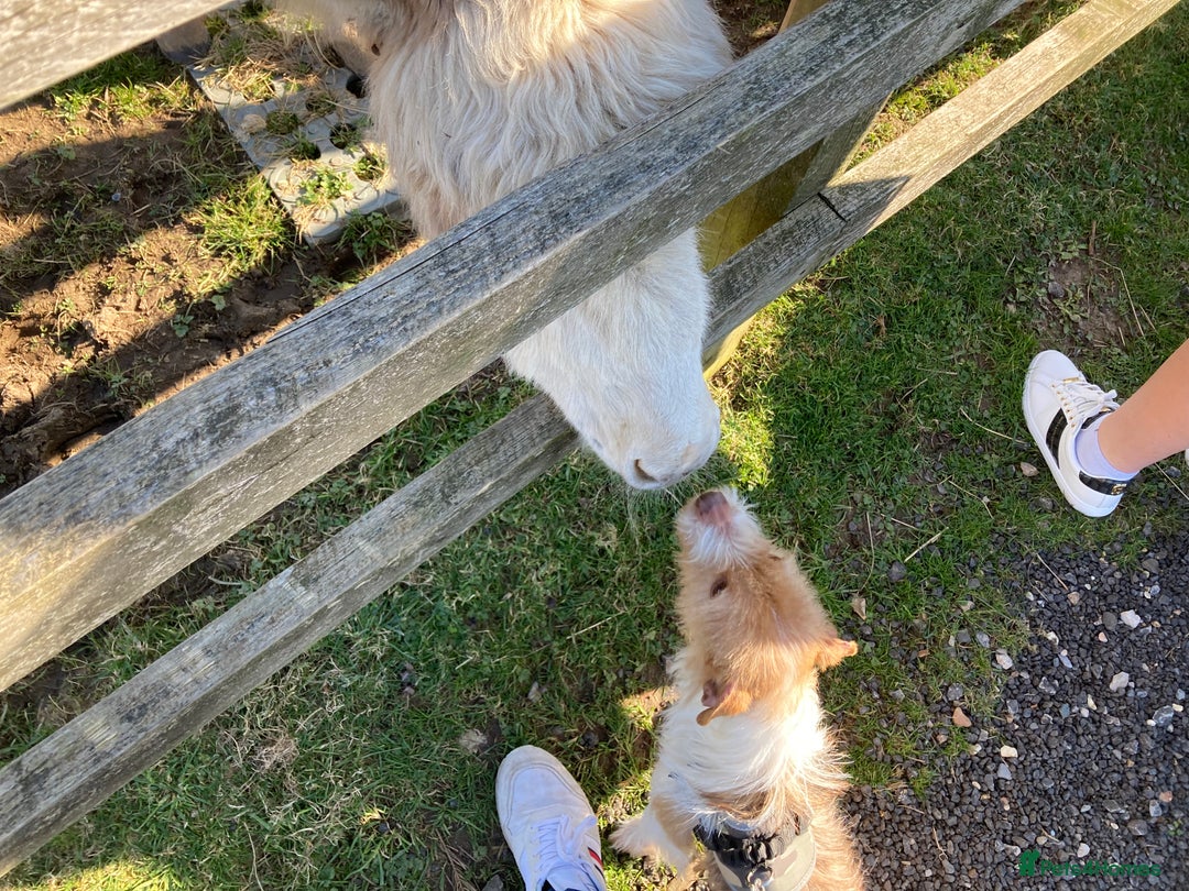 Mixed Breed dogs for sale: Wonderful JRT x looking for a caring new owner - Image 5