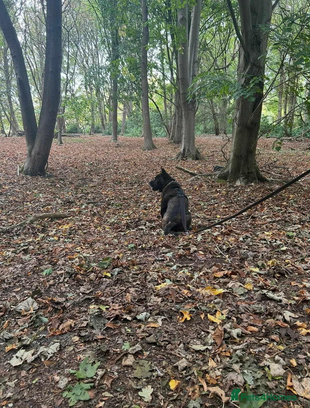 Mixed Breed dogs for sale: 1 year old frow frow please read description!!  - Advert 1