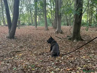 Mixed Breed dogs 1 year old frow frow please read description!! - Advert 1