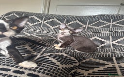 Devon Rex cats for sale: 1 girl left Devon Rex Kittens – Exceptional Type  in Stamford - Image 25
