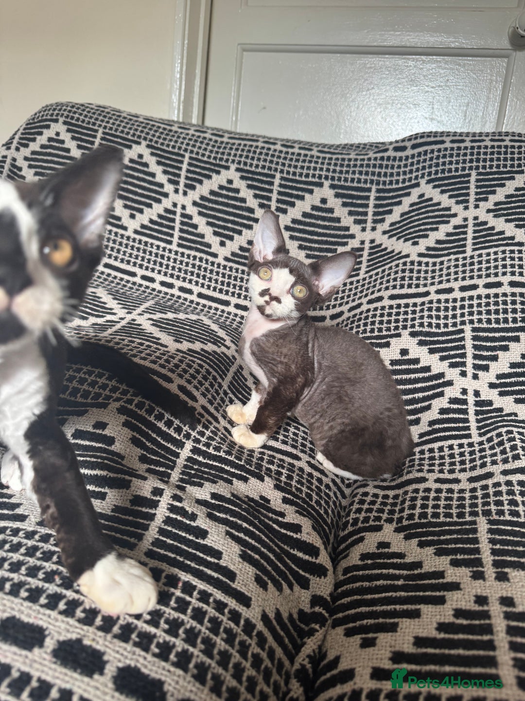 Devon Rex cats for sale: 1 girl left Devon Rex Kittens – Exceptional Type  in Stamford - Image 25