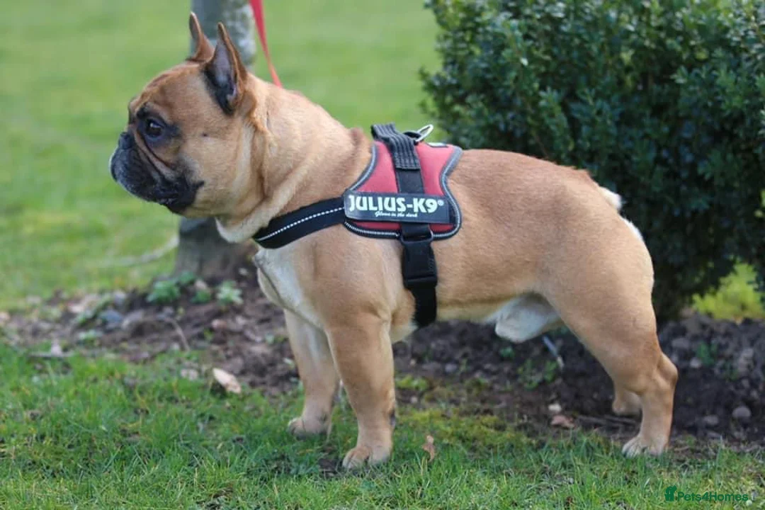 French Bulldog dogs for stud: Henri show winning red fawn stud  - Advert 33