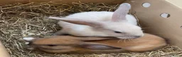 Mini Lop rabbits for sale: Vanilla & caramel  in Blackpool - Advert 4