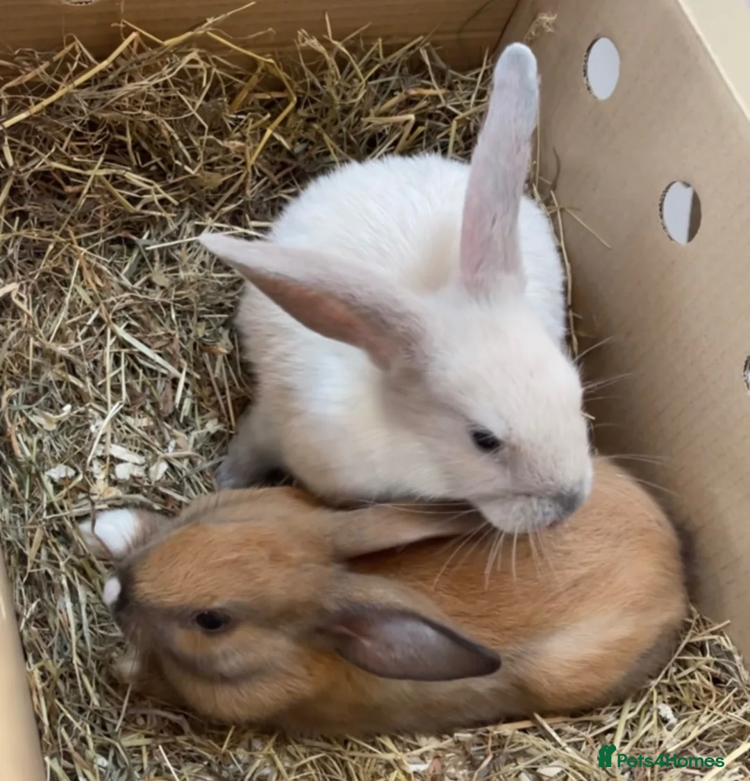 Mini Lop rabbits for sale: Vanilla & caramel  in Blackpool - Advert 4