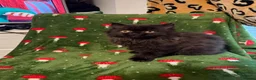 Persian cats for sale: Persian kittens - Advert 9
