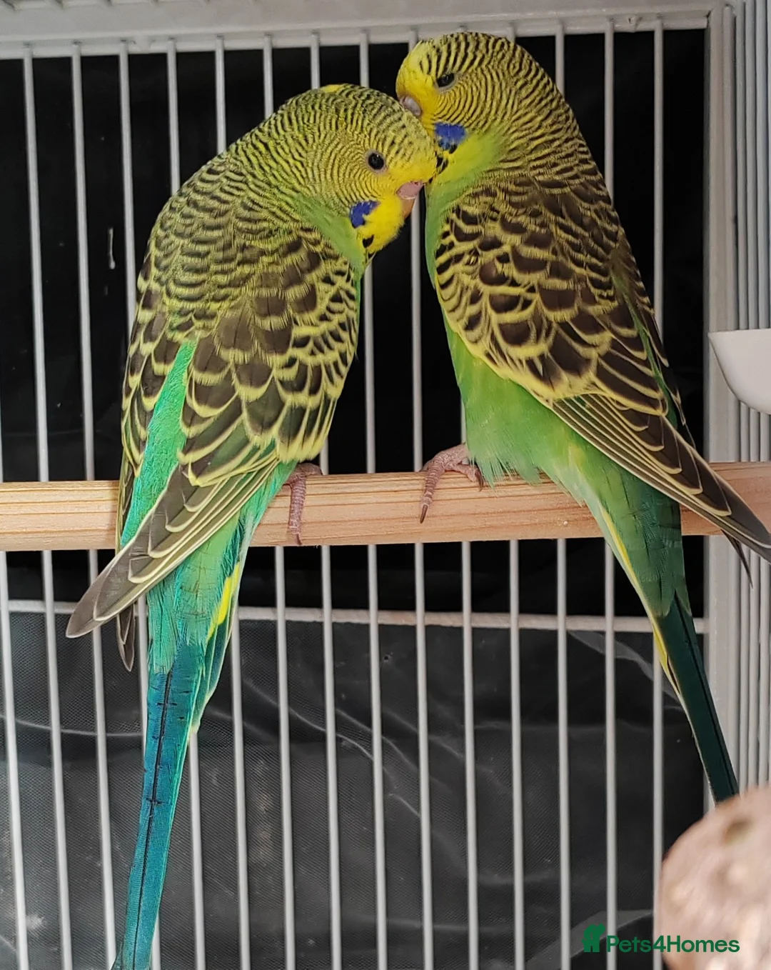 Budgerigars birds for sale: Beautiful Baby Budgies available  - Advert 7